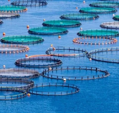 Aquaculture photo archive · image 19